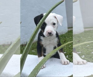 Mutt Dogs for adoption in Royal Palm Beach, FL, USA