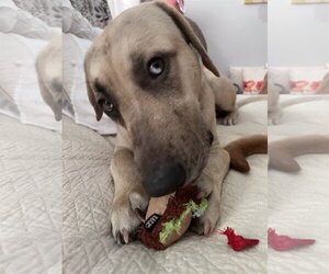 Catahoula Leopard Dog-German Shepherd Dog Mix Dogs for adoption in The Woodlands, TX, USA