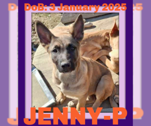 German Shepherd Dog-Unknown Mix Dogs for adoption in Sebec, ME, USA