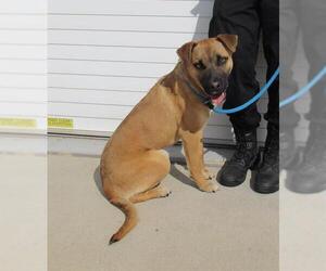 Black Mouth Cur-Labrador Retriever Mix Dogs for adoption in Louisville, KY, USA