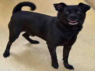 Chug Dogs for adoption in Ogden, UT, USA