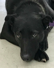 Medium Photo #1 Border Collie-Unknown Mix Puppy For Sale in Fairfax, VA, USA
