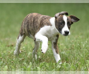 Plott Hound-Unknown Mix Dogs for adoption in Mechanicsburg, PA, USA