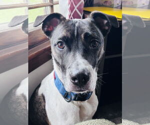 Catahoula Leopard Dog-Unknown Mix Dogs for adoption in Rootstown, OH, USA