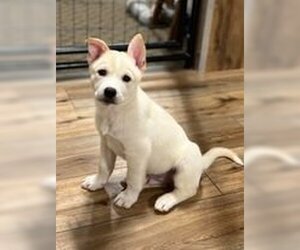 Medium Photo #1 Border-Aussie Puppy For Sale in Mechanicsburg, PA, USA