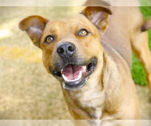 Black Mouth Cur-Unknown Mix Dogs for adoption in Tallahassee, FL, USA