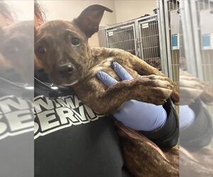 American Pit Bull Terrier-Pembroke Welsh Corgi Mix Dogs for adoption in Sacramento, CA, USA