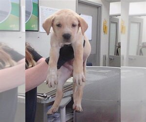 Labrador Retriever-Unknown Mix Dogs for adoption in Pasadena, TX, USA