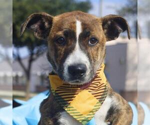 American Staffordshire Terrier-Unknown Mix Dogs for adoption in San Antonio, TX, USA