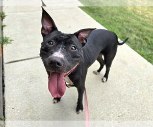American Pit Bull Terrier-Unknown Mix Dogs for adoption in Millersville, MD, USA