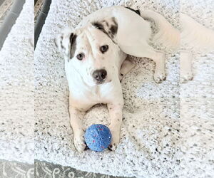 Mutt Dogs for adoption in Greenville, SC, USA