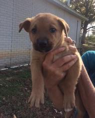 Medium Photo #1 Boxer Puppy For Sale in Danbury, CT, USA