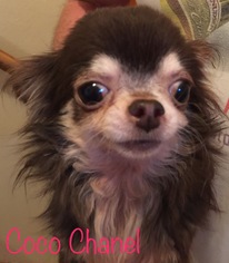 Chihuahua Dogs for adoption in Fort Wayne, IN, USA
