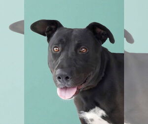 Labrador Retriever-Unknown Mix Dogs for adoption in Pasadena, CA, USA