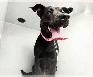 Medium Photo #2 Labrador Retriever-Unknown Mix Puppy For Sale in Houston, TX, USA