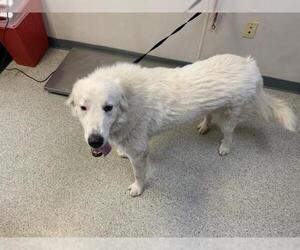 Great Pyrenees-Unknown Mix Dogs for adoption in Visalia, CA, USA