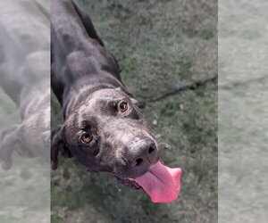 Labrador Retriever-Unknown Mix Dogs for adoption in garner, NC, USA