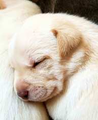 Medium Photo #1 Borador Puppy For Sale in Murfreesboro, TN, USA