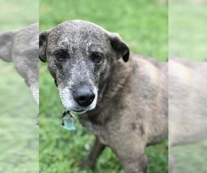 Catahoula Leopard Dog-Unknown Mix Dogs for adoption in Thomasville, NC, USA
