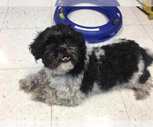 ShihPoo Dogs for adoption in Ames, IA, USA