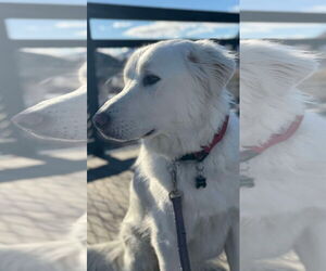 Great Pyrenees Dogs for adoption in Hamilton, MT, USA