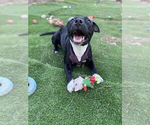 Mutt Dogs for adoption in FRAMINGHAM, MA, USA