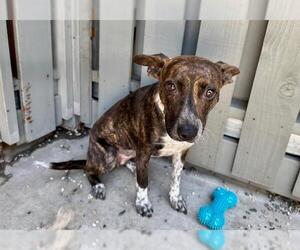 Mutt Dogs for adoption in Santa Rosa, CA, USA