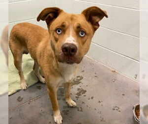Labrador Retriever-Unknown Mix Dogs for adoption in Tavares, FL, USA