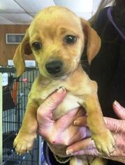 Dachshund Dogs for adoption in Livingston, TX, USA
