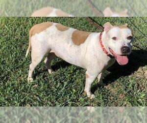 Dogo Argentino Dogs for adoption in Pearland, TX, USA