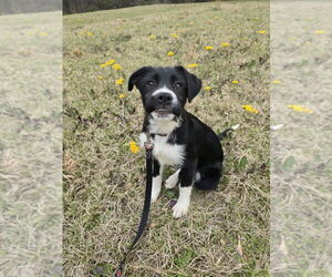 Labrador Retriever-Unknown Mix Dogs for adoption in Boston, MA, USA