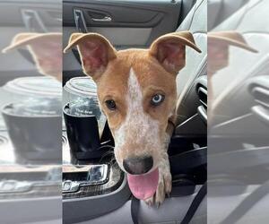 Australian Cattle Dog-Unknown Mix Dogs for adoption in Lodi, CA, USA