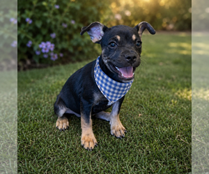Chug Dogs for adoption in Phoenix, AZ, USA