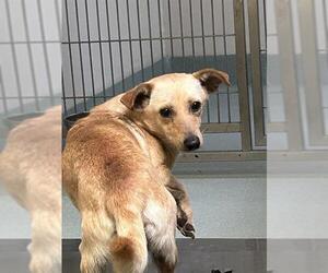 Chihuahua-Unknown Mix Dogs for adoption in South Lake Tahoe, CA, USA