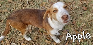 Mutt Dogs for adoption in Fairhope, AL, USA