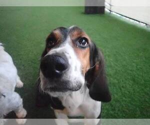 Basset Hound Dogs for adoption in Tampa, FL, USA