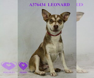 Alaskan Klee Kai-Unknown Mix Dogs for adoption in Stockton, CA, USA