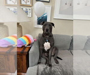 American Pit Bull Terrier-Unknown Mix Dogs for adoption in Aurora, CO, USA