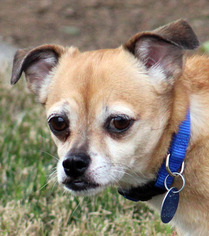Medium Photo #1 Chihuahua-Unknown Mix Puppy For Sale in Antioch, CA, USA