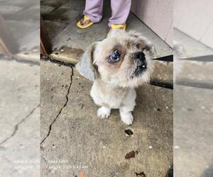 Shih Tzu-Unknown Mix Dogs for adoption in San Antonio, TX, USA