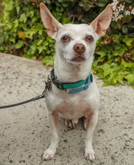 Medium Photo #1 Chihuahua-Unknown Mix Puppy For Sale in Santa Clara, CA, USA