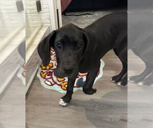 Great Dane Dogs for adoption in Forney, TX, USA