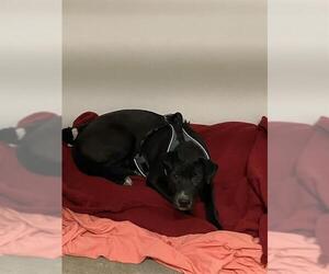 Border Collie Dogs for adoption in Stockton, CA, USA