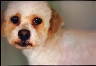 Medium Photo #1 Mal-Shi Puppy For Sale in Morganville, NJ, USA