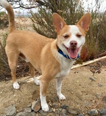 Chi-Corgi Dogs for adoption in Temecula, CA, USA