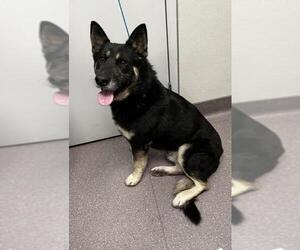 German Shepherd Dog Dogs for adoption in Tracy, CA, USA