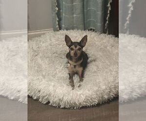 Chihuahua Dogs for adoption in West Palm Beach, FL, USA
