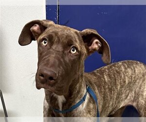 Plott Hound Dogs for adoption in Bakersfield, CA, USA
