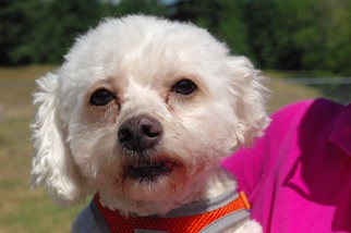 Bichon Frise-Unknown Mix Dogs for adoption in Longview, WA, USA
