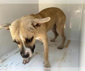 American Pit Bull Terrier-Unknown Mix Dogs for adoption in Houston, TX, USA